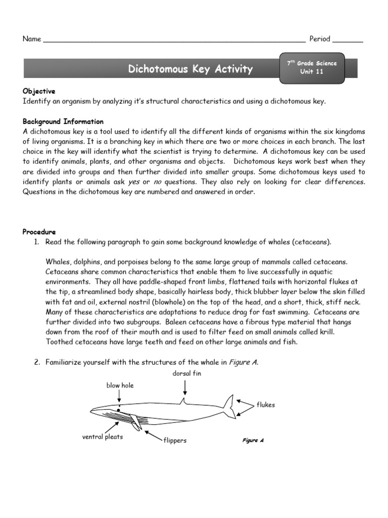 Dichotomous_Key_ActivityWhales2010 | PDF
