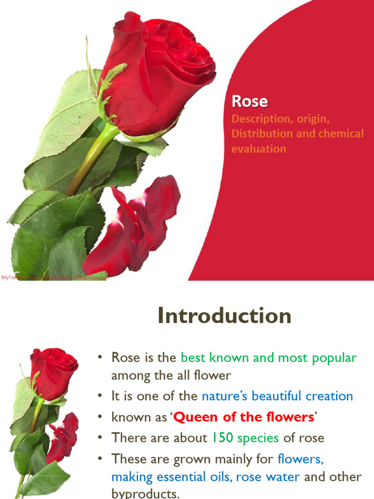 19-Rose Dsadasda | PDF