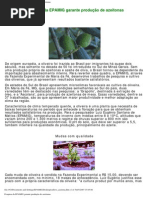 Produção de Azeitonas (EPAMIG)