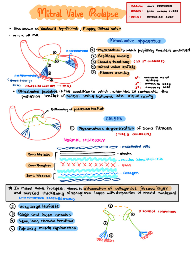 Mitral Valve Prolapse and Mitral Valve Regurgitation 1,2 | PDF