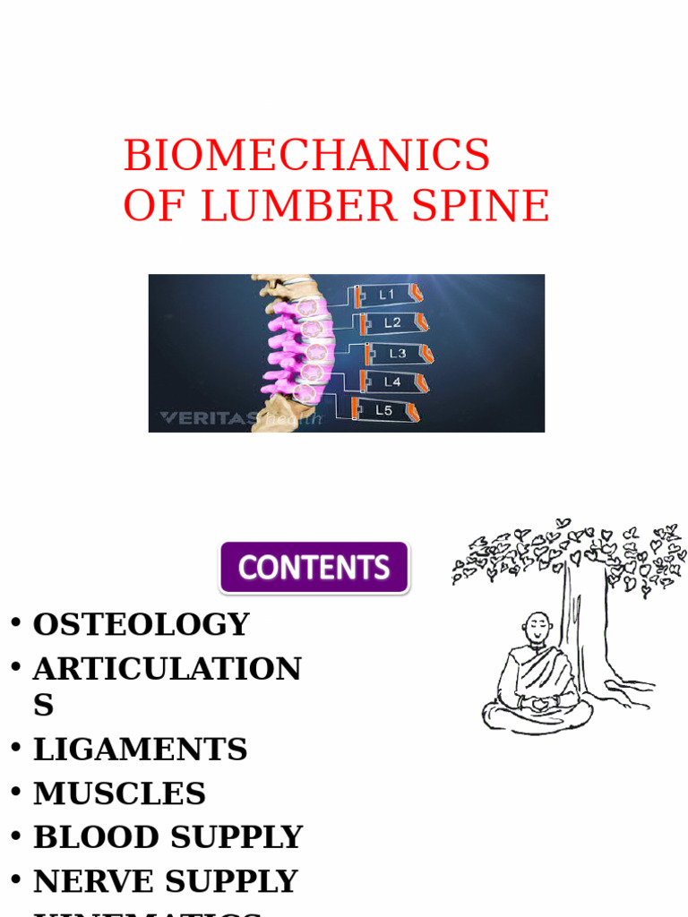Biomechanics of Lumbar Spine | PDF | Vertebra | Vertebral Column