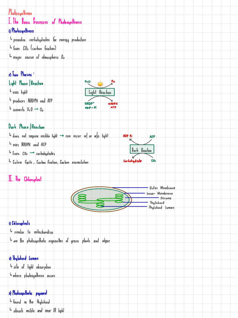 Understanding Photosynthesis Processes | PDF | Photosynthesis | Chloroplast