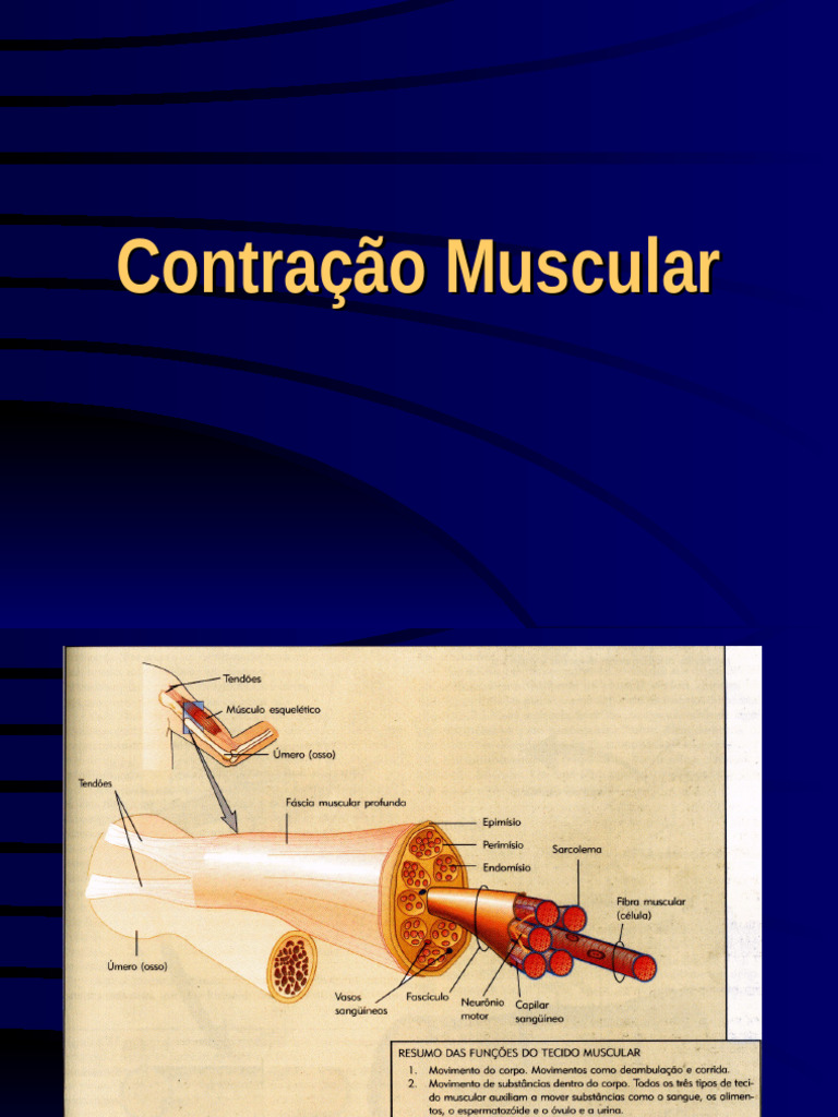 Contração Muscular PDF