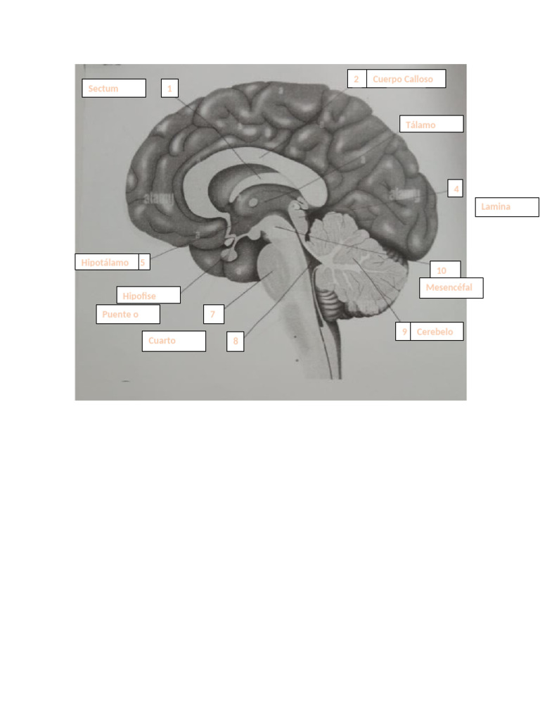 Encefalo Y Sus Partes Pdf