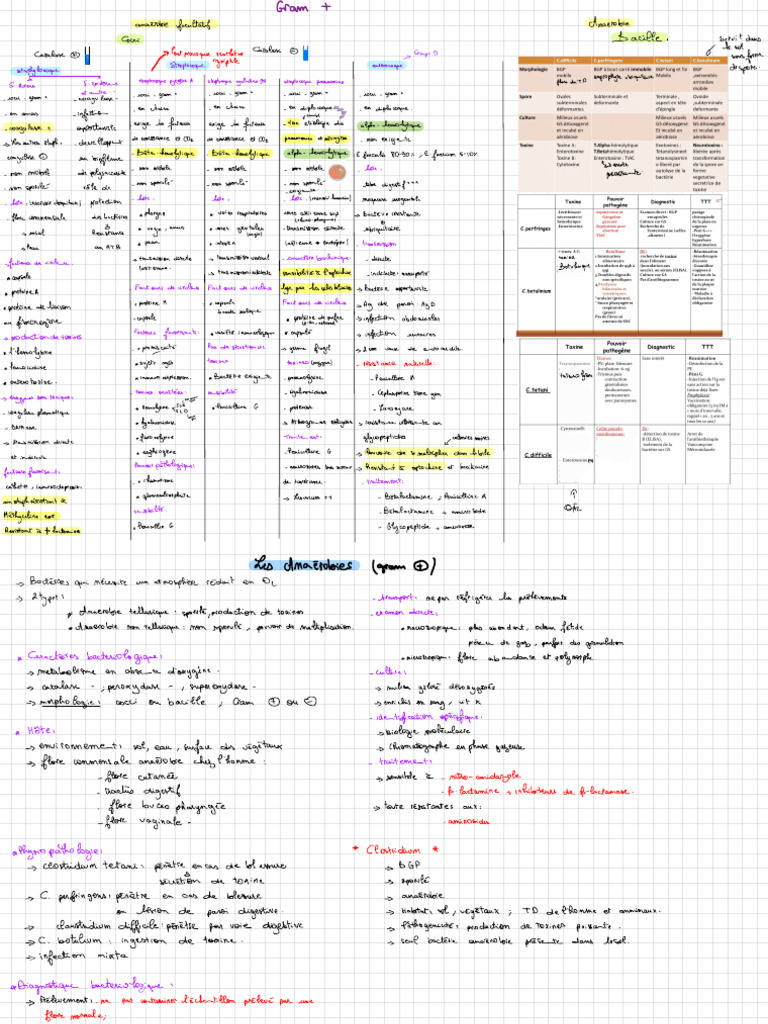 Bacterio Stretch Notes | PDF