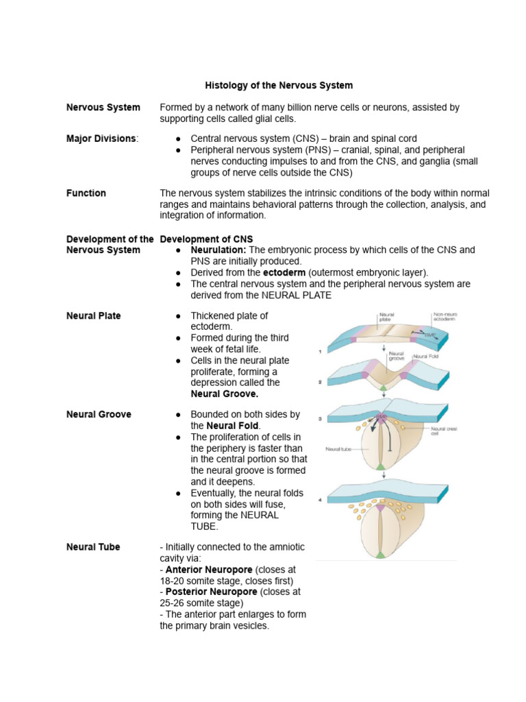 Histology of The Nervous System | PDF