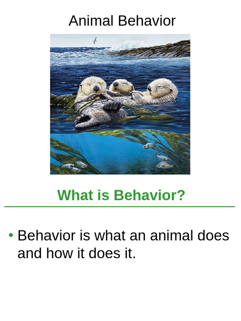 Animal Behavior 1 | PDF