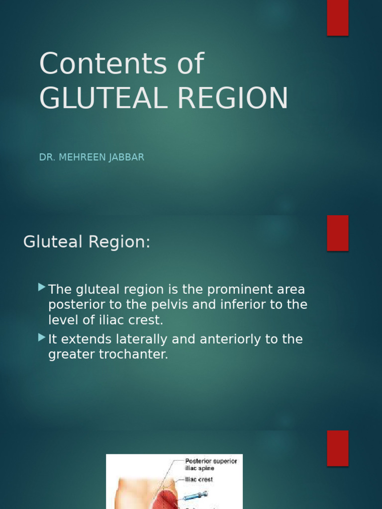 Lec 2 Gluteal Region | PDF