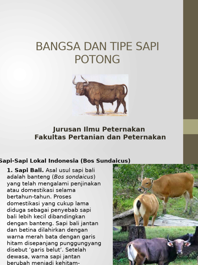 Kuliah 2 Bangsa Dan Tipe Sapi Potong - PPTX New | PDF