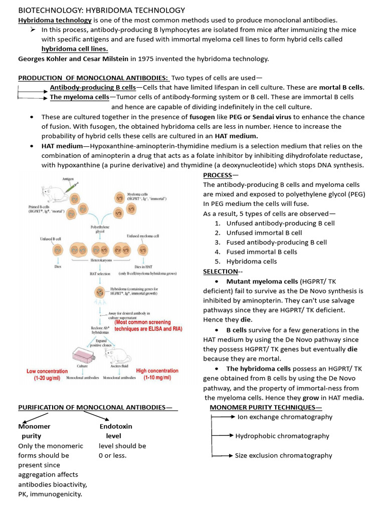 Hybridoma Technology Overview | PDF | Monoclonal Antibody | Biochemistry