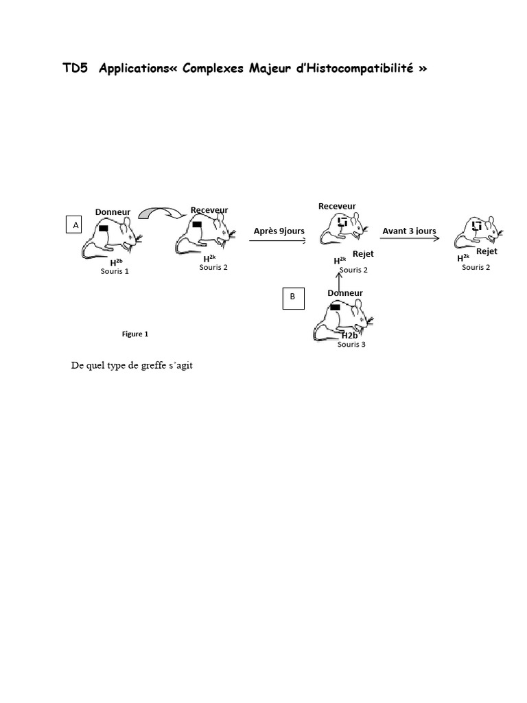 TD5 Immuno 2020 | PDF