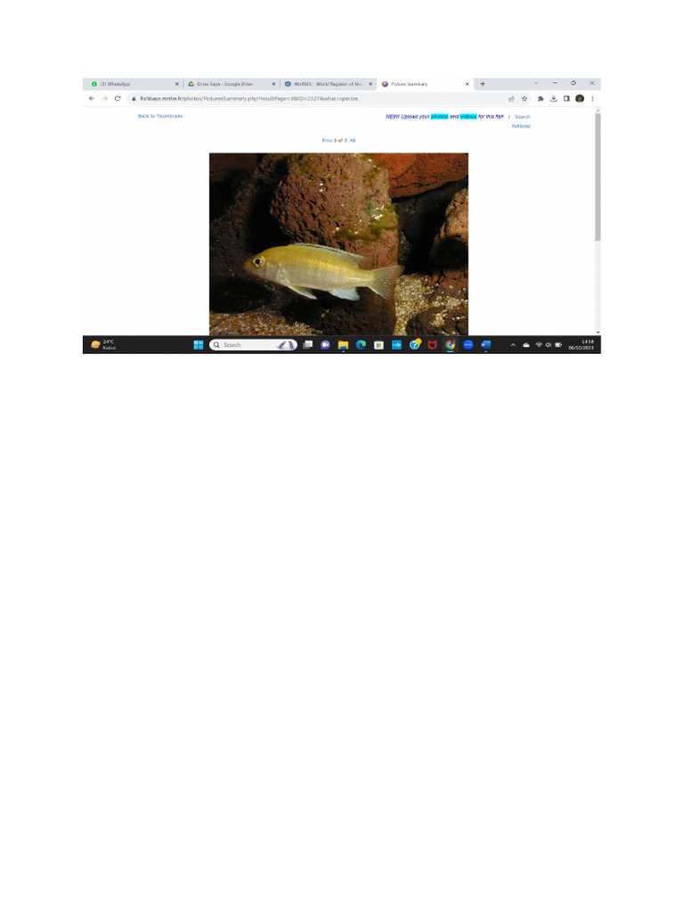 Lemon | PDF