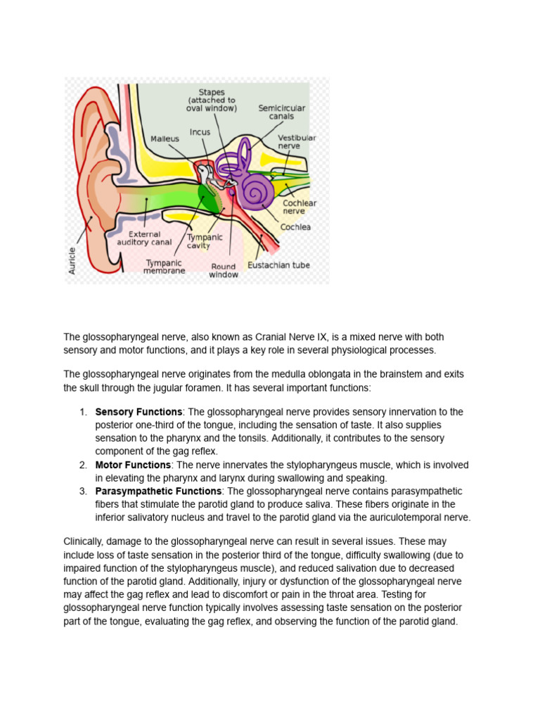 Sensory Functions | PDF | Auditory System | Foreign Language Studies