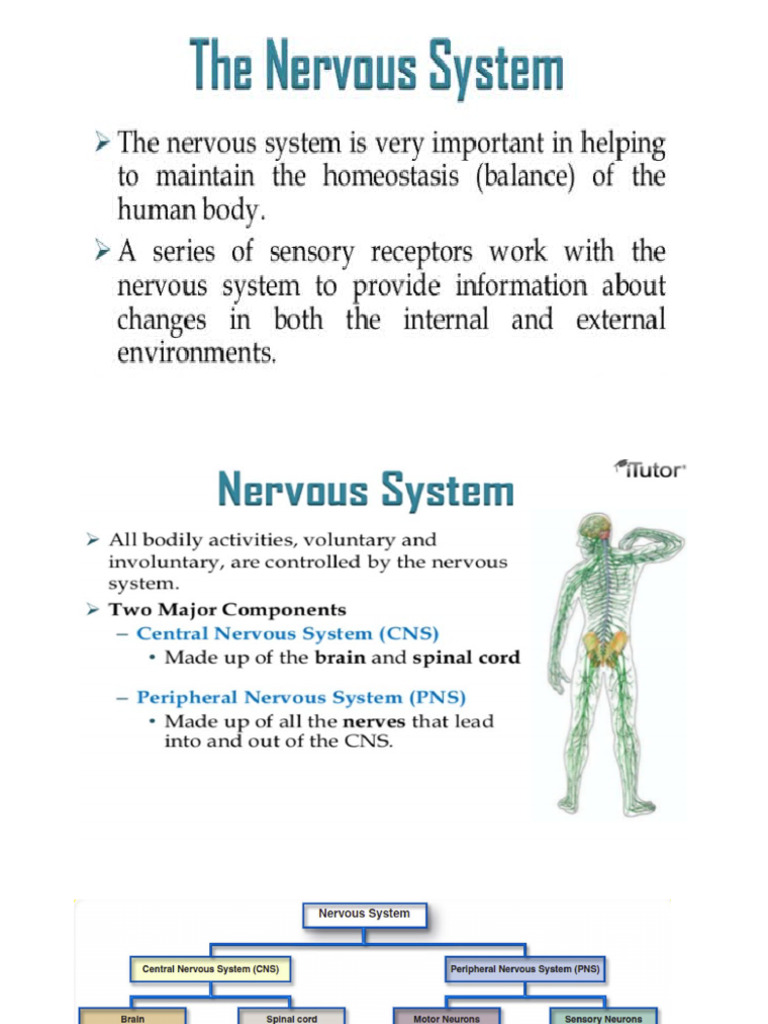 Nervous System 1 | PDF
