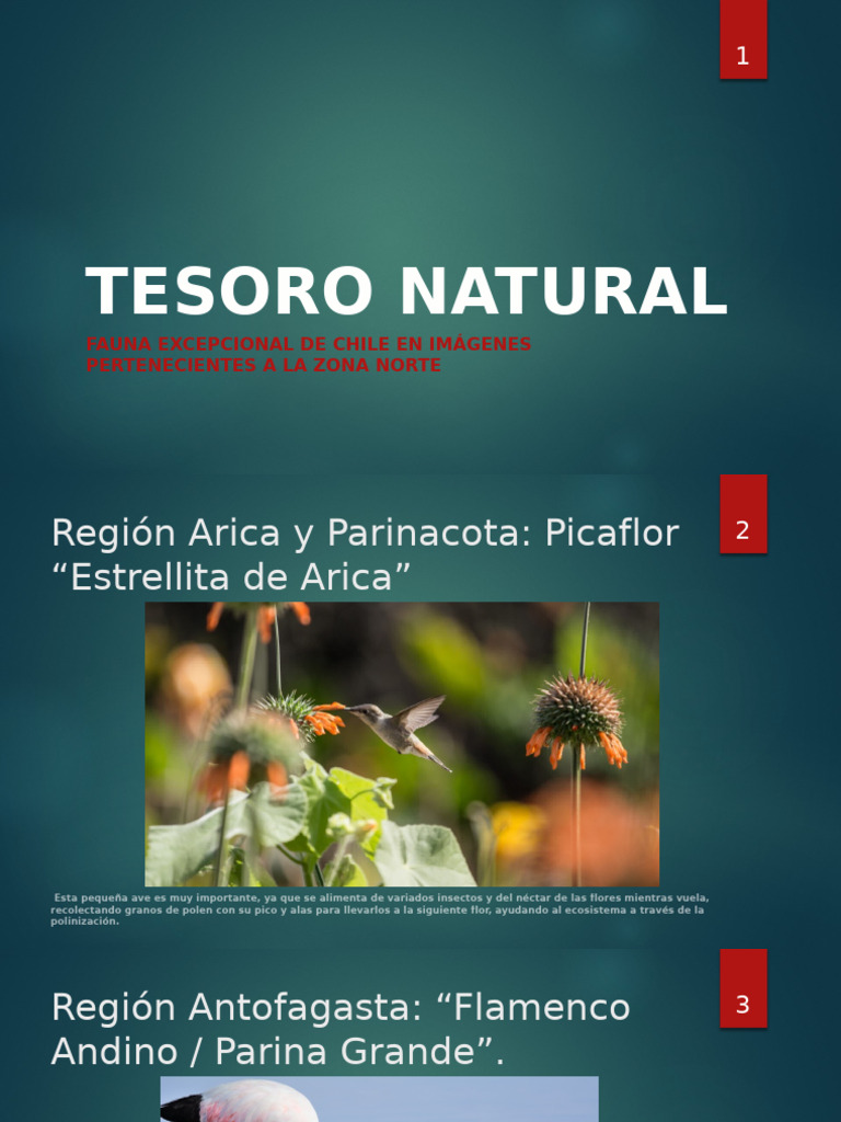 Presentación Tesoro Natural | PDF