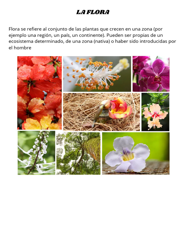 La Flora | PDF