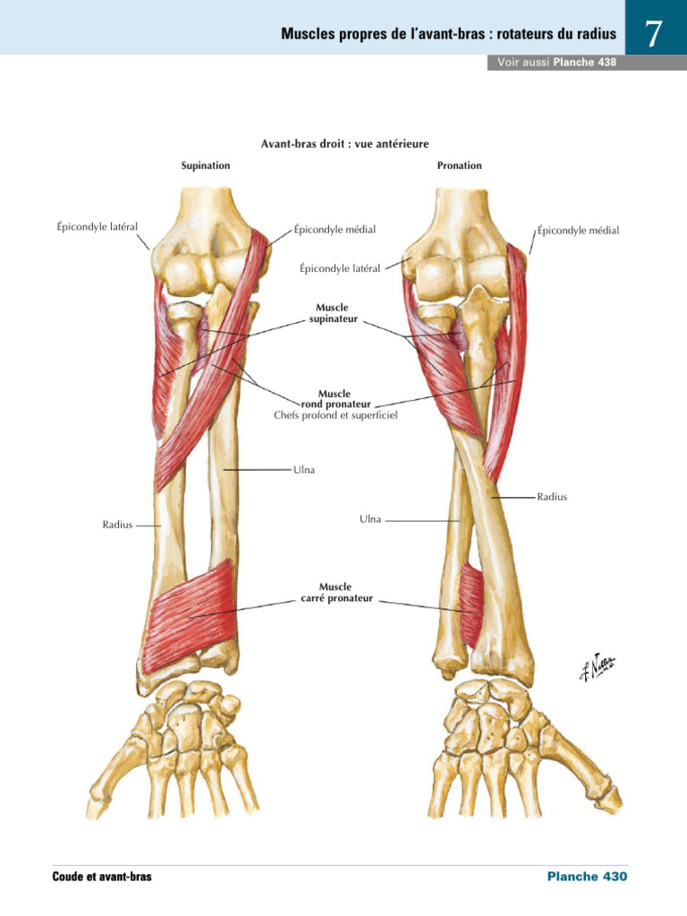 Muscles Propres de L'avant-Bras Rotateurs Du Radius | PDF