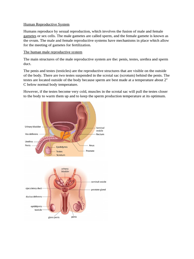 Human Reproductive System To Birth Notes | PDF
