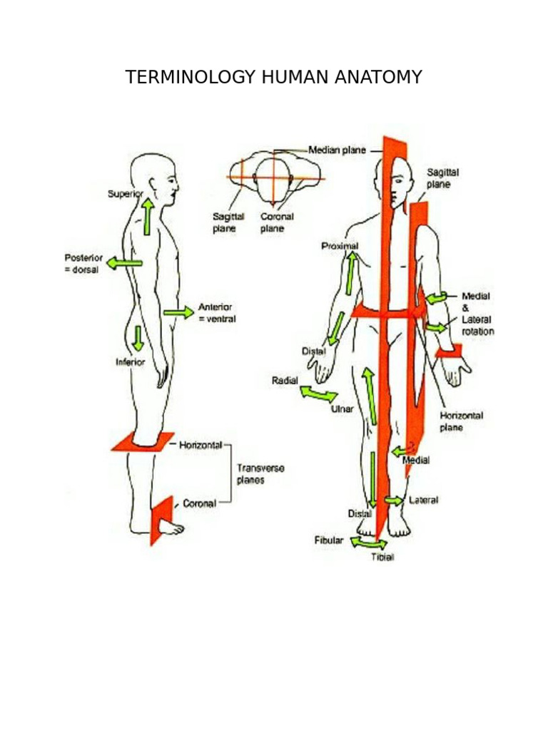 Terminology Human Anatomy Pdf