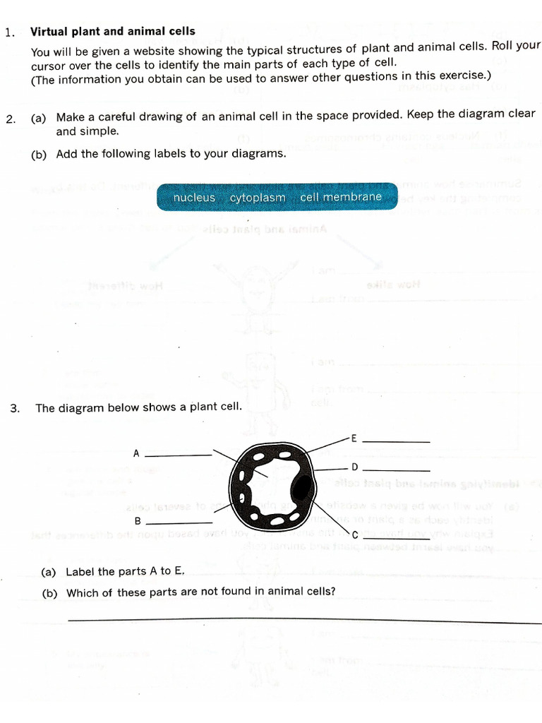 Biology Cell Exercise Pdf