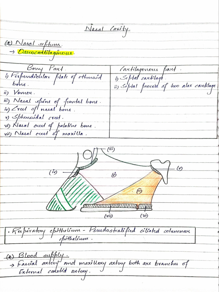 Nasal Cavity | PDF