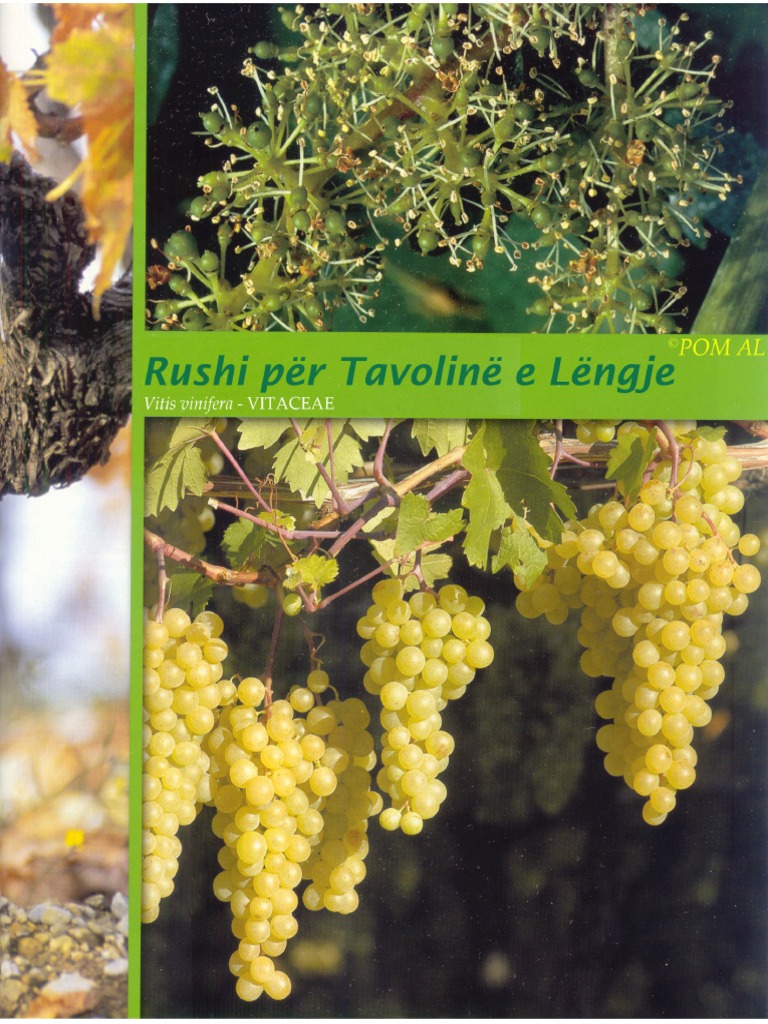 Rrushi Per Tavoline Dhe Lengje | PDF
