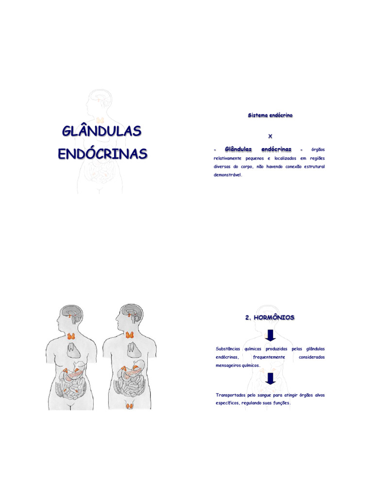 Glandulas Endocrinas | PDF