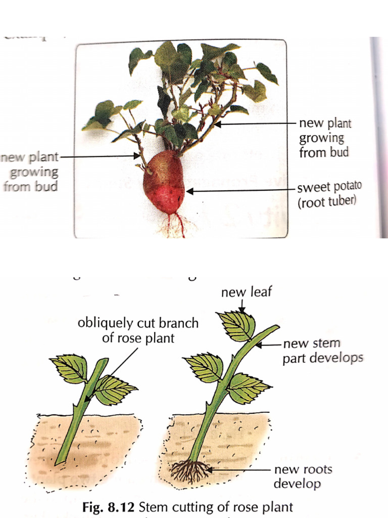 Diagram of Class 7 Science | PDF