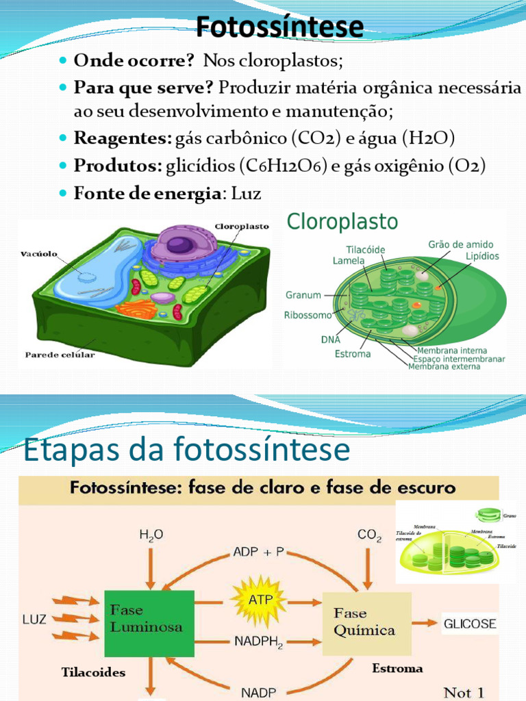 Fotossintese | PDF