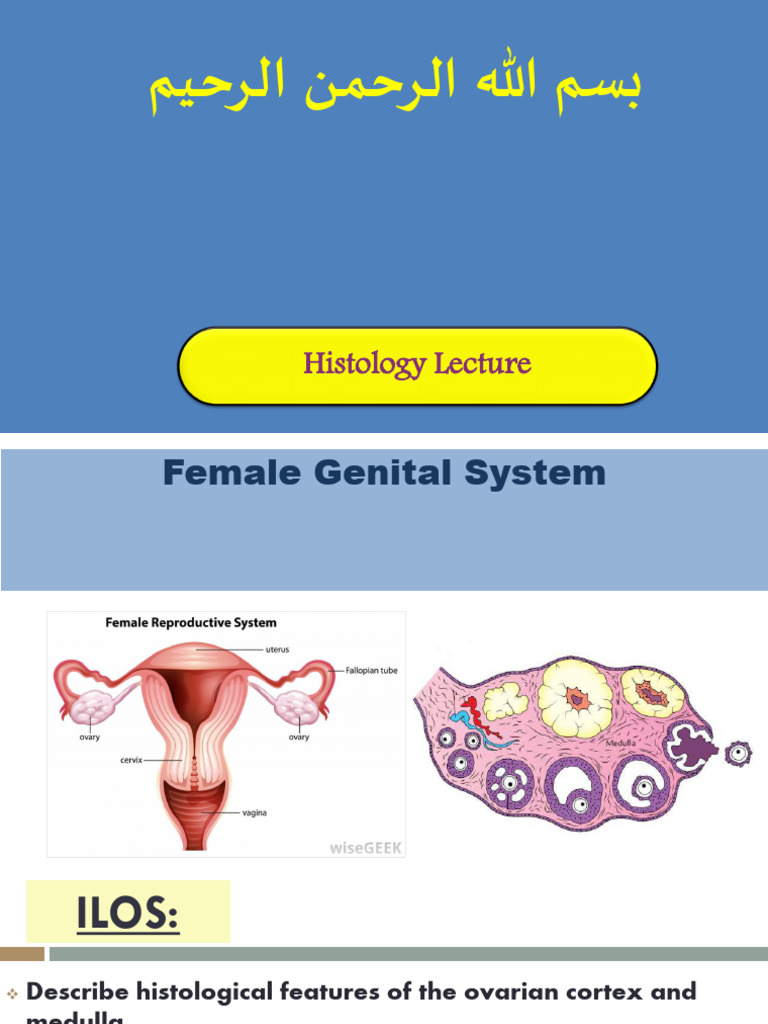 Copy1-Ovary Fallopian Tube | PDF