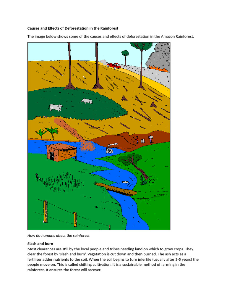 Causes and Effects of Deforestation in The Rainforest | PDF