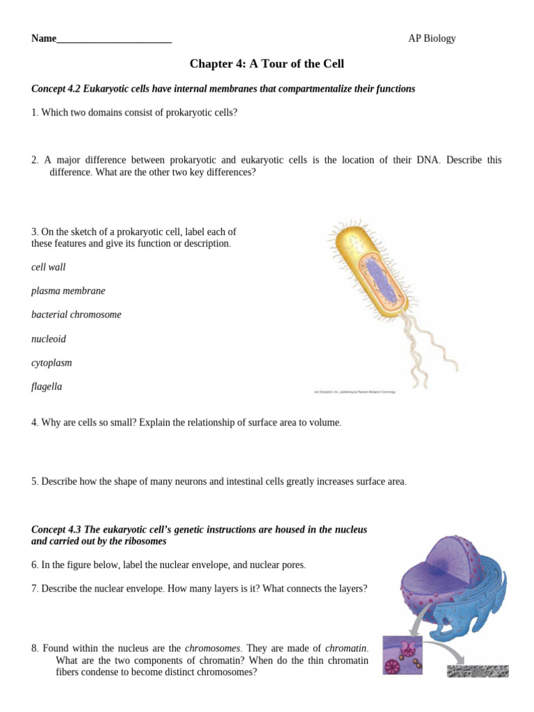 Chapter+4+Reading+Guide+(BIF)+ | PDF