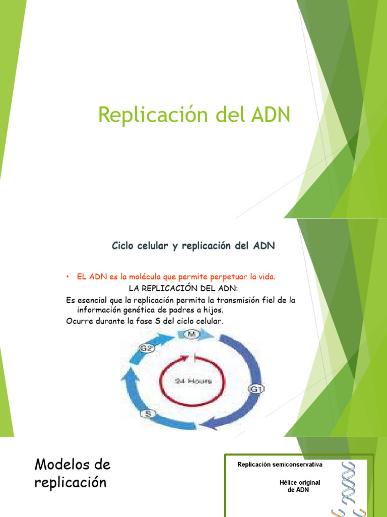 3 Replicacion Del ADN | PDF