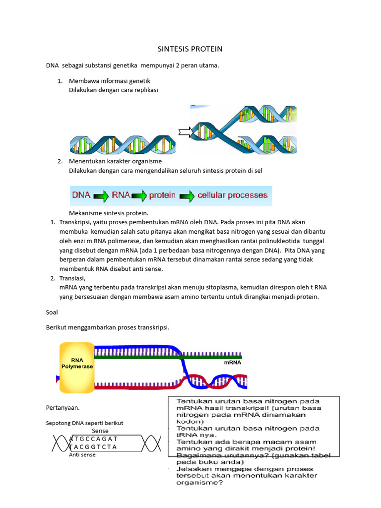LKS Sintesis Protein | PDF
