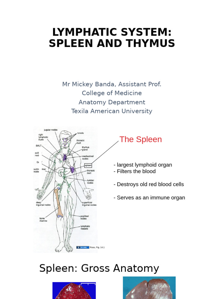 LYMPHATIC SYSTEM 2 - Spleen and Thymus | PDF