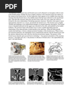 Download Anatomy of the Frontal Sinus by Anoop Singh SN77660703 doc pdf