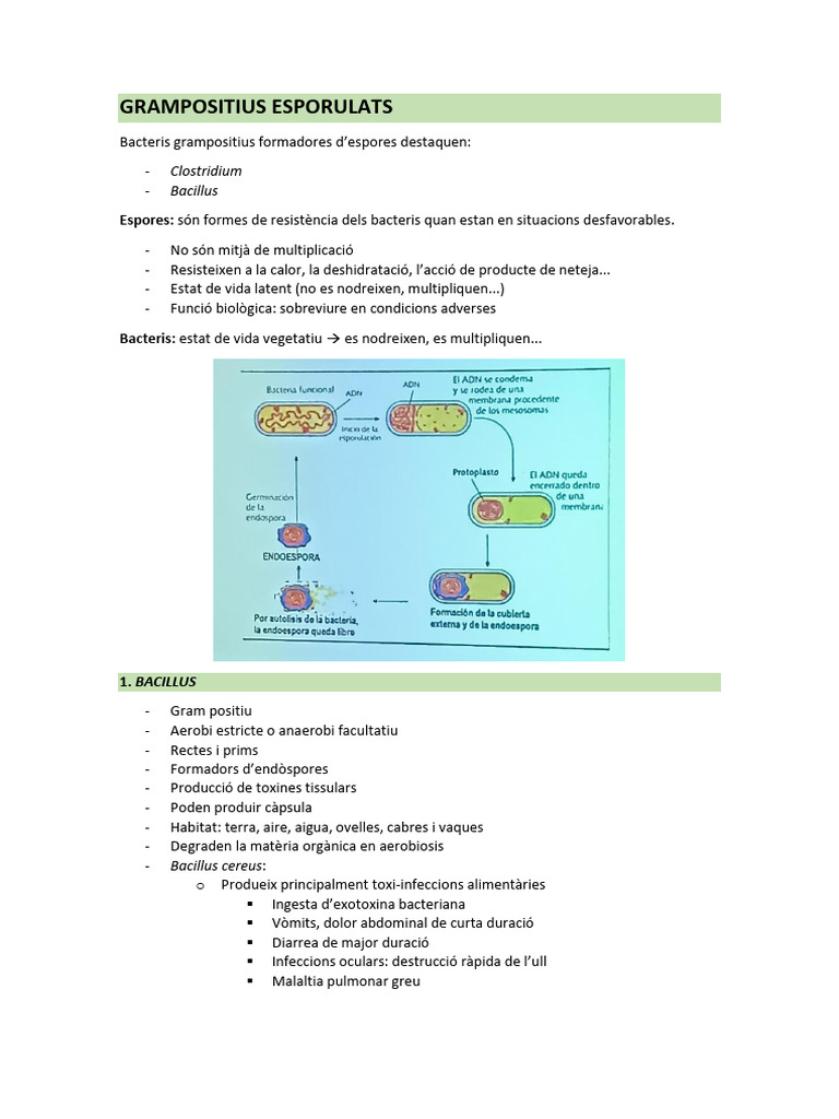 Grampositius Apunts Classe | PDF