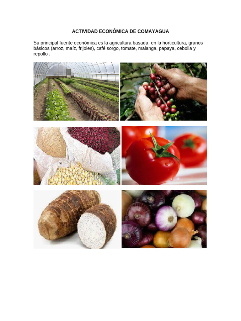 Actividad Económica de Comayagua | PDF