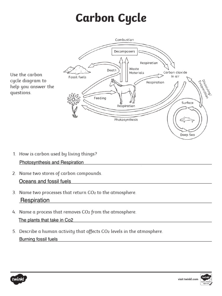 Us S 22 Carbon Cycle Activity - Ver - +page+1 | PDF