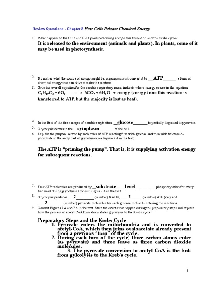 Review Questions Respiration (KEY) | Cellular Respiration | Adenosine
