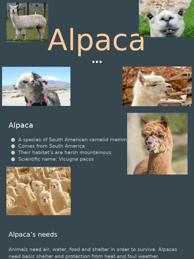 Understanding Alpacas: Habitat and Ecosystem | PDF