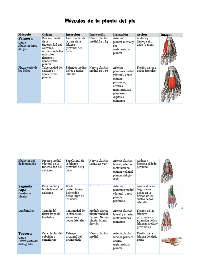 Músculos de la planta del pie | PDF