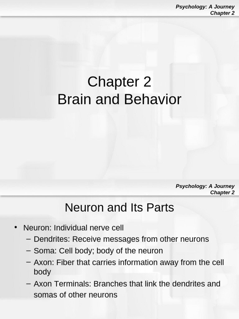 Brain Chemistrty PDF