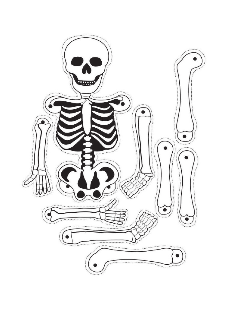 Skeleton System SC Y5 Worksheet | PDF