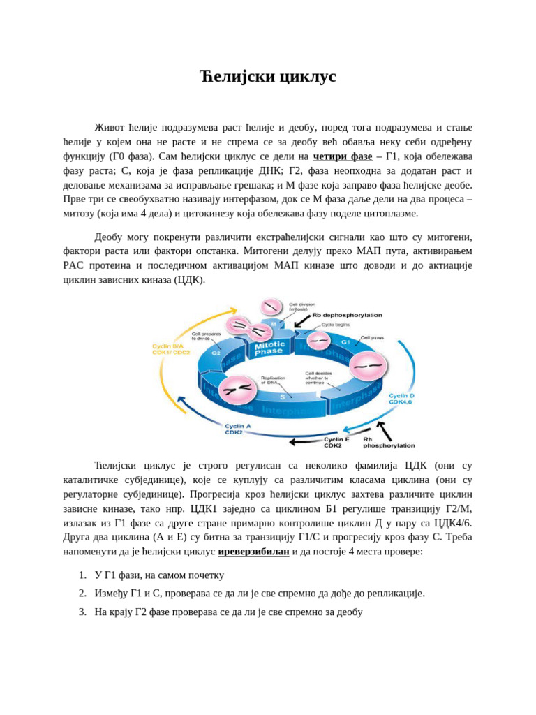 Ћелијски циклус | PDF