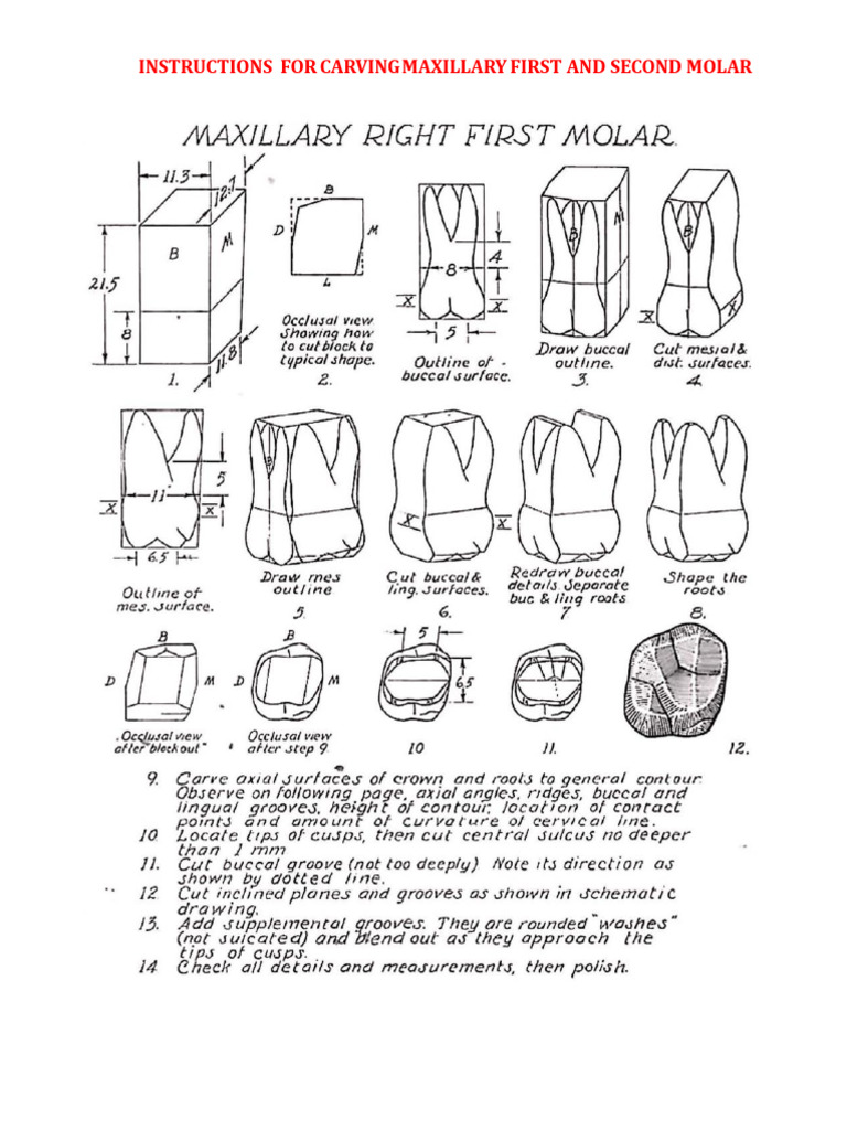 Tooth Carving 16 17 Pdf
