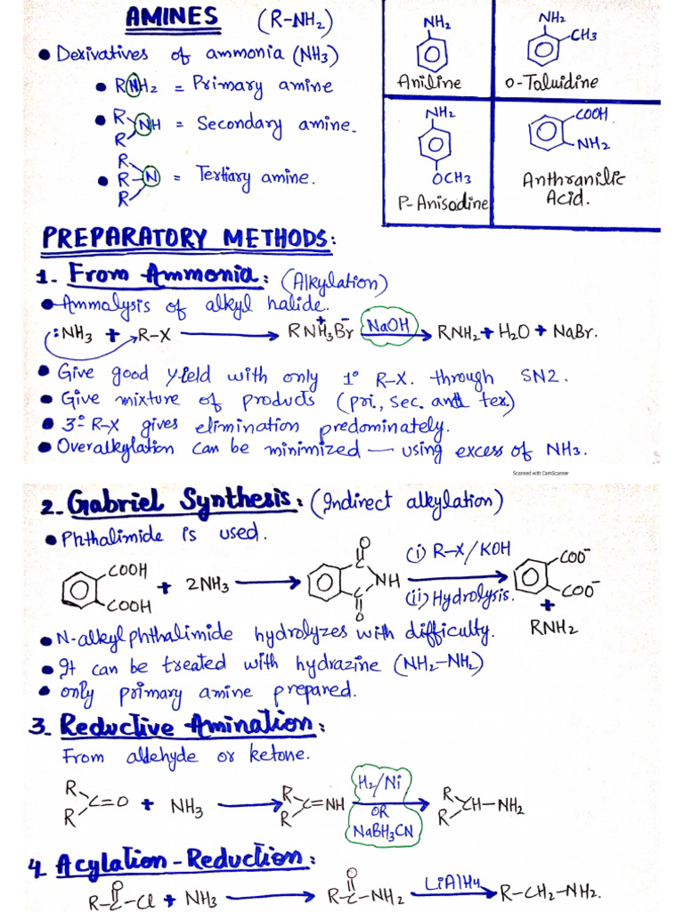 Amines and Amino Acids | PDF