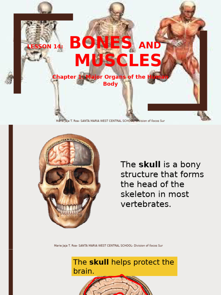 Lesson14bonesandmuscles 160901031157 | PDF