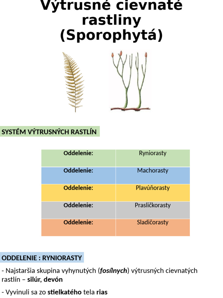 Výtrusné Cievnaté Rastliny (Sporophytá) | PDF