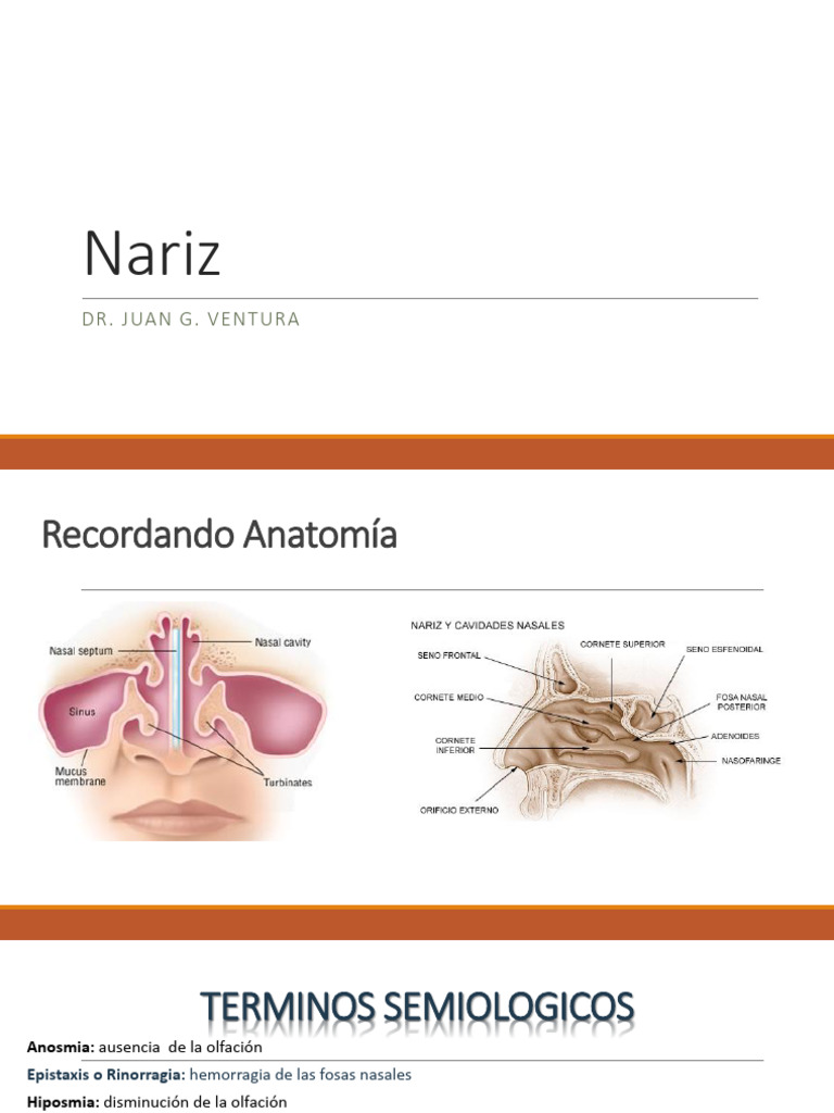 Anatomía y Tratamiento de la Nariz | PDF | Nariz humana | Viajes y turismo